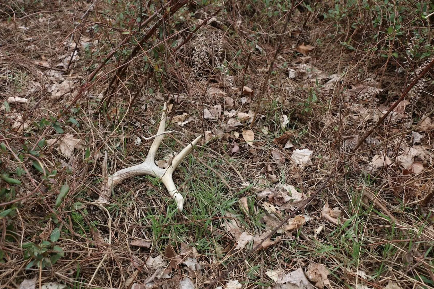 Featured Image for Discover the Best Times and Places for Shed Hunting Across America